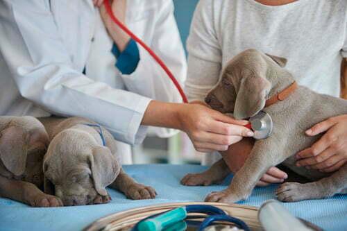 Introduction to Veterinary Clinical Practice