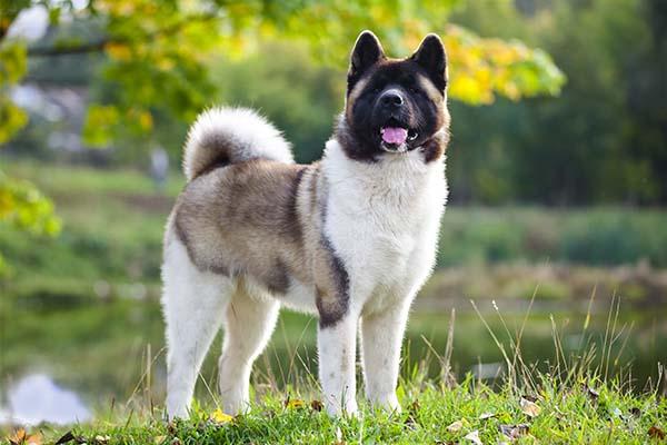 Essential Veterinary Care for Dogs