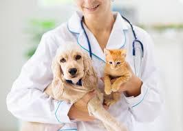 Cool pets