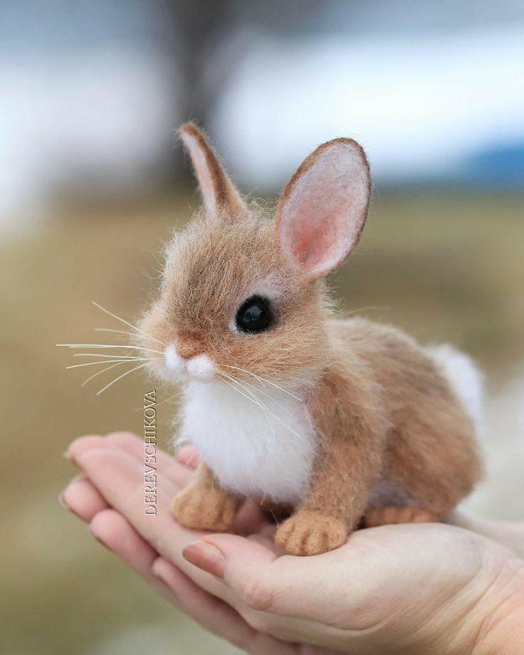 Cool pets
